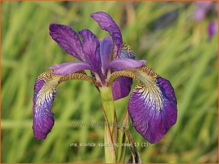 Iris sibirica &#39;Sparkling Rose&#39;