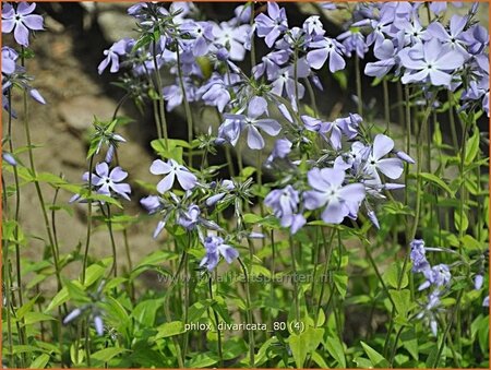 Phlox divaricata