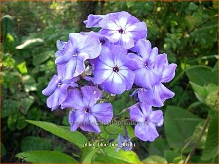 Phlox &#39;Blue Boy&#39;