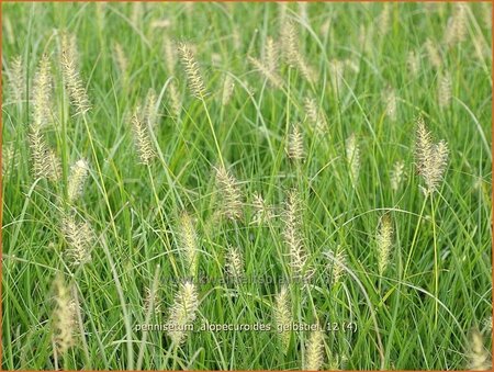 Pennisetum alopecuroides &#39;Gelbstiel&#39;