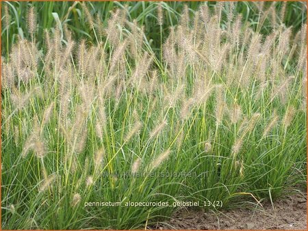 Pennisetum alopecuroides &#39;Gelbstiel&#39;