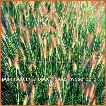 Pennisetum alopecuroides &#39;Weserbergland&#39;