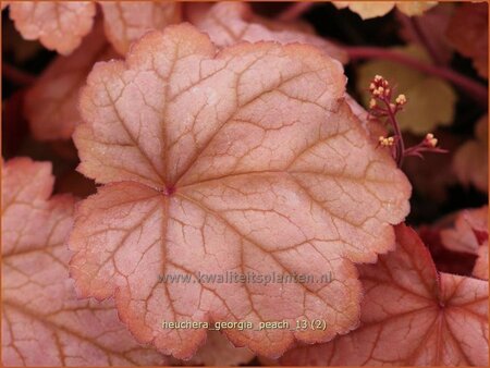 Heuchera &#39;Georgia Peach&#39;