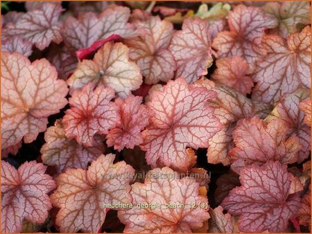 Heuchera &#39;Georgia Peach&#39;