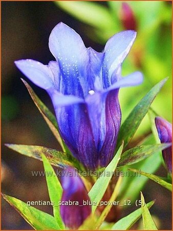 Gentiana scabra &#39;Blue Power&#39;