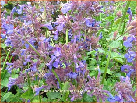 Nepeta grandiflora &#39;Pool Bank&#39;