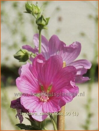 Lavatera &#39;Candy Floss&#39;