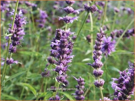 Agastache &#39;Serpentine&#39;