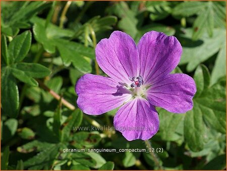 Geranium sanguineum &#39;Compactum&#39;