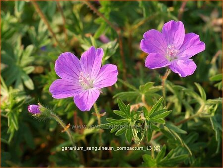 Geranium sanguineum &#39;Compactum&#39;