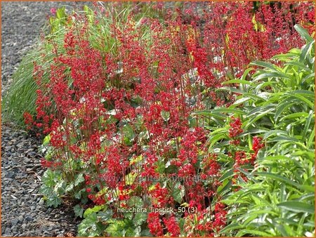 Heuchera &#39;Lipstick&#39;