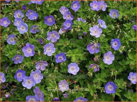 Geranium &#39;Azure Rush&#39;