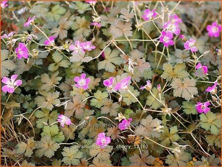 Geranium &#39;Orkney Cherry&#39;