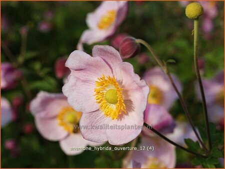 Anemone hybrida &#39;Ouverture&#39;