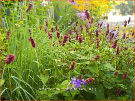 Persicaria amplexicaulis &#39;Heutinck&#39;