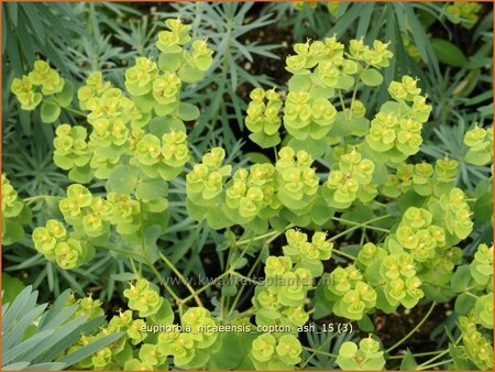 Euphorbia &#39;Copton Ash&#39;