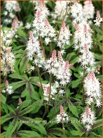 Tiarella &#39;Spring Symphony&#39;