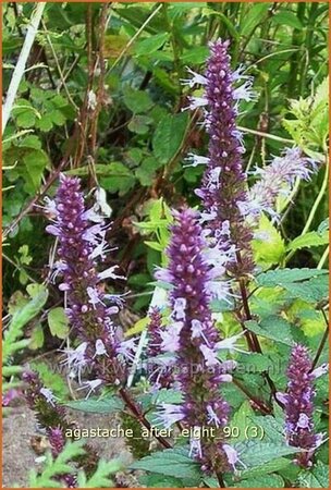 Agastache &#39;After Eight&#39;