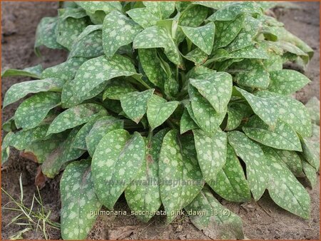 Pulmonaria saccharata &#39;Pink Dawn&#39;