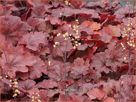 Heuchera &#39;Root Beer&#39;