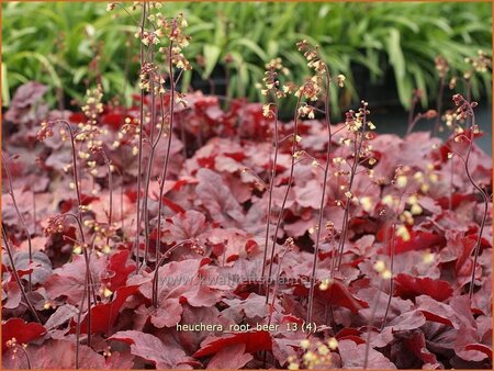 Heuchera &#39;Root Beer&#39;