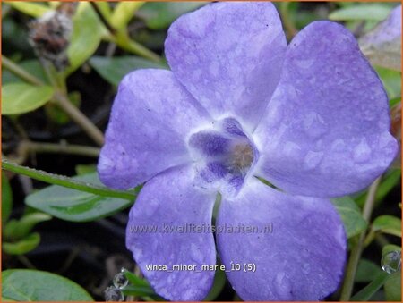 Vinca minor &#39;Marie&#39;