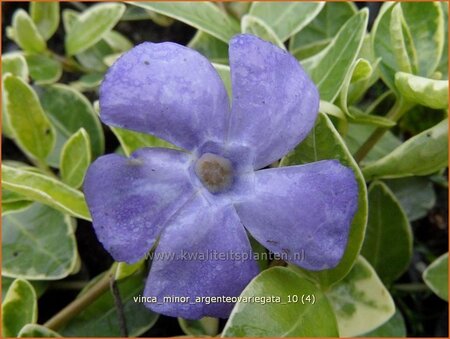 Vinca minor &#39;Argenteovariegata&#39;