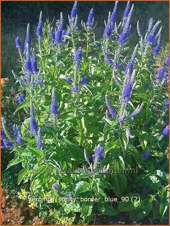 Veronica &#39;Sunny Border Blue&#39;