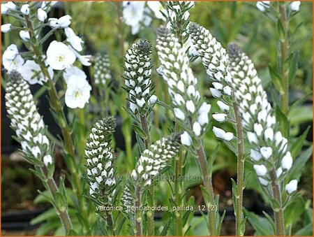 Veronica gentianoides &#39;Pallida&#39;