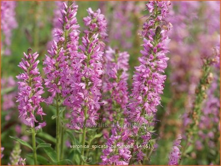 Veronica spicata &#39;Barcarolle&#39;