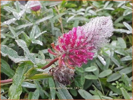 Trifolium rubens