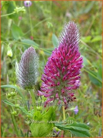 Trifolium rubens