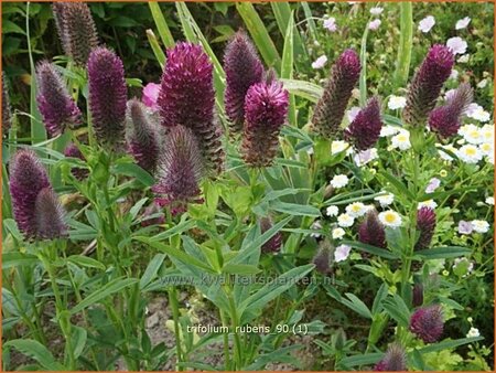 Trifolium rubens