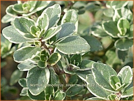 Thymus citriodorus &#39;Silver Queen&#39;