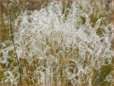 Stipa pennata