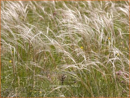 Stipa pennata