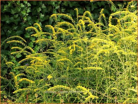 Solidago rugosa &#39;Fireworks&#39;