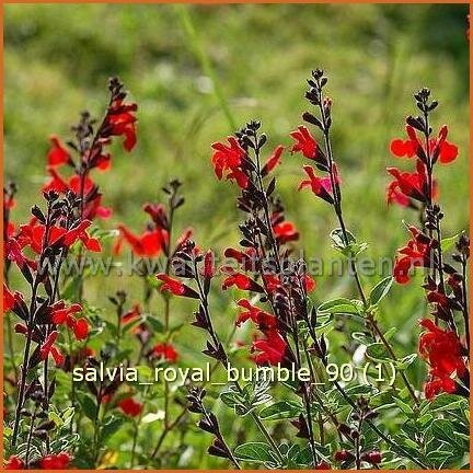 Salvia &#39;Royal Bumble&#39;