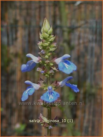 Salvia uliginosa