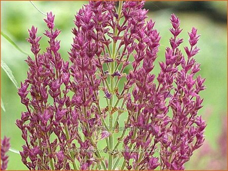 Salvia nemorosa &#39;Schwellenburg&#39;