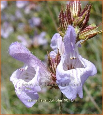 Salvia lavandulifolia