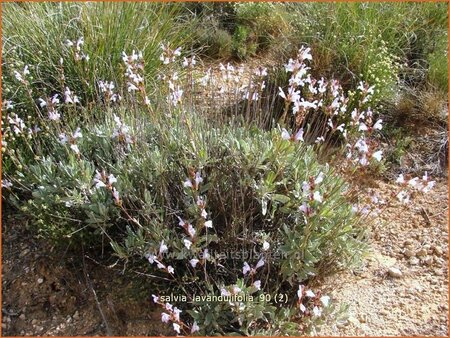 Salvia lavandulifolia