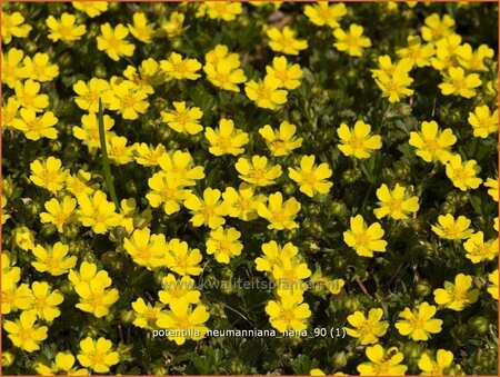 Potentilla neumanniana &#39;Nana&#39;