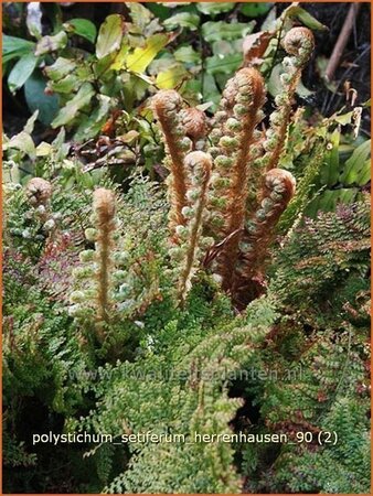 Polystichum setiferum &#39;Herrenhausen&#39;