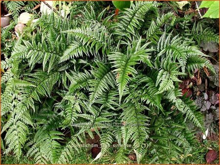 Polystichum tsus-simense