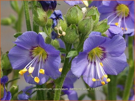 Polemonium caeruleum &#39;Bambino Blue&#39;