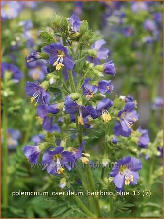 Polemonium caeruleum &#39;Bambino Blue&#39;