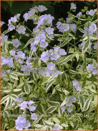 Polemonium caeruleum &#39;Brise d&#39;Anjou&#39;