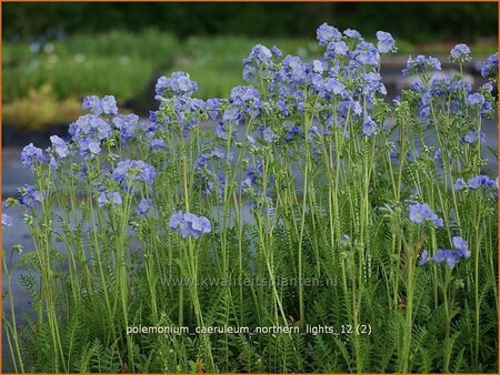 Polemonium caeruleum &#39;Northern Lights&#39;