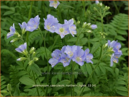 Polemonium caeruleum &#39;Northern Lights&#39;